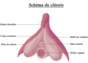 clito Clitoris