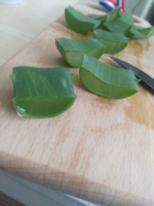 aloe vera