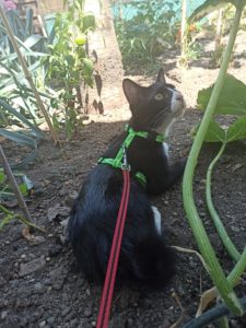 Voyager avec ses chats