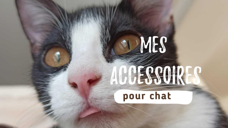Mes accessoires indispensables pour chat
