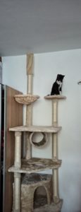 accessoires indispensables chat