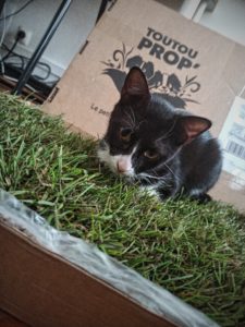 chat