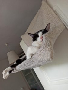 accessoires indispensables chat