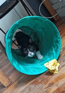 chat