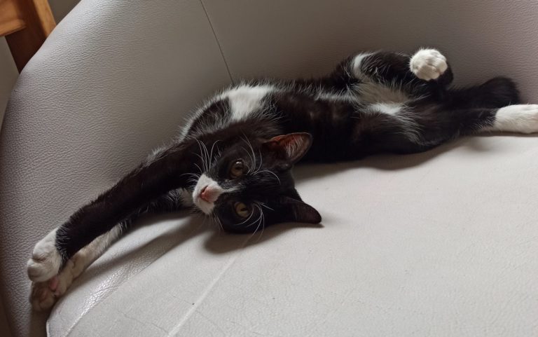 Un chaton en appartement
