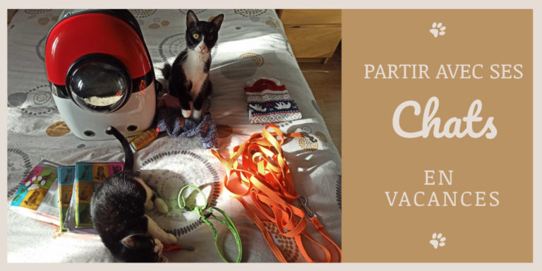 Voyager avec ses chats